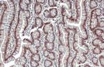 ESRRA Antibody in Immunohistochemistry (Paraffin) (IHC (P))