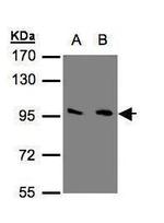 mGluR3 Antibody in Western Blot (WB)