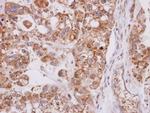 MPST Antibody in Immunohistochemistry (Paraffin) (IHC (P))