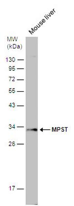 MPST Antibody in Western Blot (WB)
