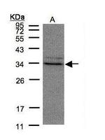 MPST Antibody in Western Blot (WB)