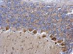 CDK5 Antibody in Immunohistochemistry (Paraffin) (IHC (P))