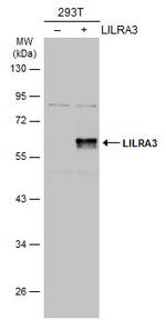 LILRA3 Antibody in Western Blot (WB)