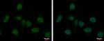 MED8 Antibody in Immunocytochemistry (ICC/IF)