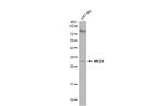 MED8 Antibody in Western Blot (WB)