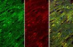 Cardiac Troponin I Antibody in Immunohistochemistry (Paraffin) (IHC (P))