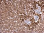 SCAP Antibody in Immunohistochemistry (Paraffin) (IHC (P))