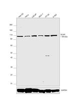 SCAP Antibody in Western Blot (WB)