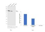 SCAP Antibody in Western Blot (WB)