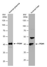 PON1 Antibody in Western Blot (WB)