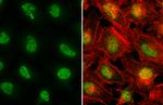 SP1 Antibody in Immunocytochemistry (ICC/IF)