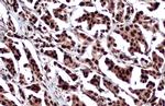 SP1 Antibody in Immunohistochemistry (Paraffin) (IHC (P))