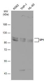 SP1 Antibody in Western Blot (WB)