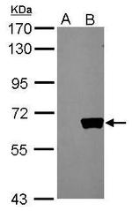 AKT1 Antibody in Western Blot (WB)