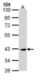 CK2 alpha-1 Antibody in Western Blot (WB)