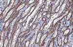 SLC25A6 Antibody in Immunohistochemistry (Paraffin) (IHC (P))