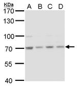 HSC70 Antibody in Western Blot (WB)