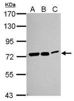 HSC70 Antibody in Western Blot (WB)