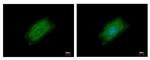 Cyclin B2 Antibody in Immunocytochemistry (ICC/IF)