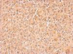 Cyclin B2 Antibody in Immunohistochemistry (Paraffin) (IHC (P))