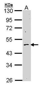 Cyclin B2 Antibody in Western Blot (WB)