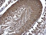 Cyclin B2 Antibody in Immunohistochemistry (Paraffin) (IHC (P))