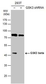 GSK3B Antibody