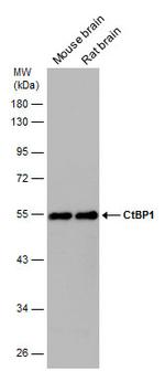 CtBP1 Antibody in Western Blot (WB)