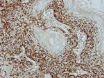 Adenylate Kinase 2 Antibody in Immunohistochemistry (Paraffin) (IHC (P))