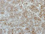 TEX14 Antibody in Immunohistochemistry (Paraffin) (IHC (P))