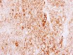 LRGUK Antibody in Immunohistochemistry (Paraffin) (IHC (P))