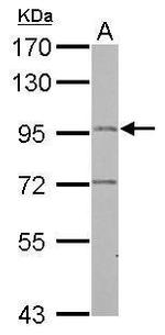 LRGUK Antibody in Western Blot (WB)