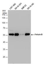 Fetuin B Antibody in Western Blot (WB)