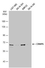 CRMP5 Antibody in Western Blot (WB)