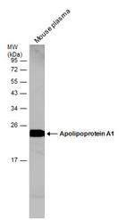 ApoA1 Antibody in Western Blot (WB)