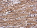 ANP Antibody in Immunohistochemistry (Paraffin) (IHC (P))