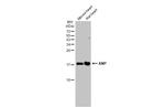 ANP Antibody in Western Blot (WB)