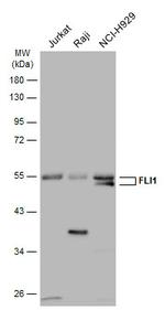 FLI1 Antibody in Western Blot (WB)