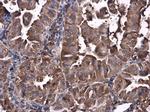 Caspase 10 Antibody in Immunohistochemistry (Paraffin) (IHC (P))