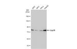 GRP78 Antibody in Western Blot (WB)