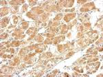 CTH Antibody in Immunohistochemistry (Paraffin) (IHC (P))