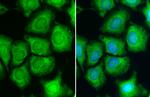 S6 Antibody in Immunocytochemistry (ICC/IF)