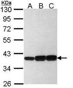 AKR1C3 Antibody in Western Blot (WB)