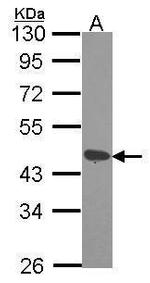 DAP3 Antibody in Western Blot (WB)