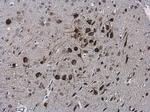 ARC Antibody in Immunohistochemistry (Paraffin) (IHC (P))