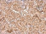 NR1D1 Antibody in Immunohistochemistry (Paraffin) (IHC (P))