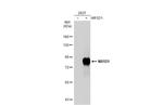 NR1D1 Antibody in Western Blot (WB)