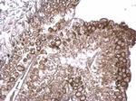 RUVBL2 Antibody in Immunohistochemistry (Paraffin) (IHC (P))