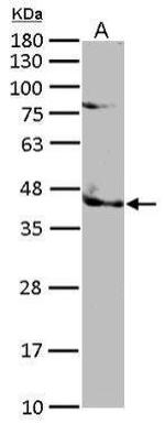 TRIB3 Antibody in Western Blot (WB)