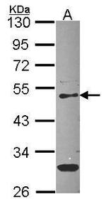 PEDF Antibody in Western Blot (WB)